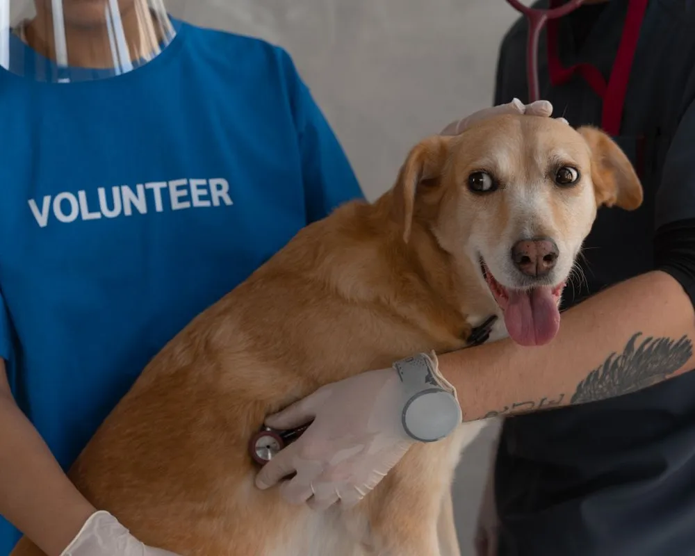 Veterinaria examinando a un perro en una clínica